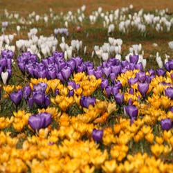 Crocus Mammouth en mlange